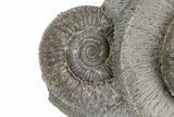 Two Ammonite (Dactylioceras) Fossils In Concretion - England #181898-2